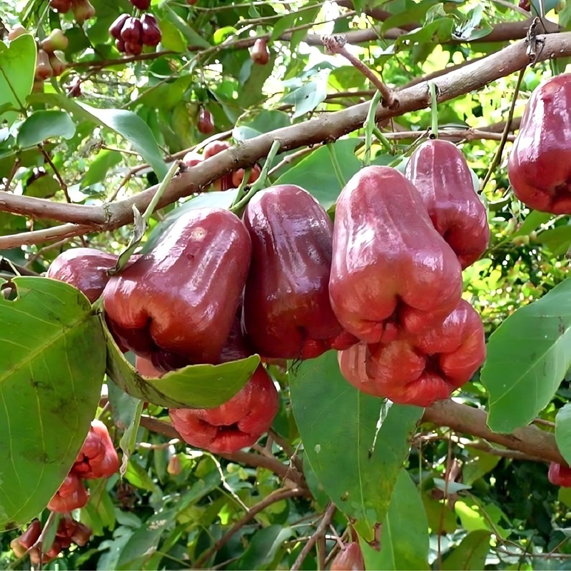 Chomphu (Pomme de rose)