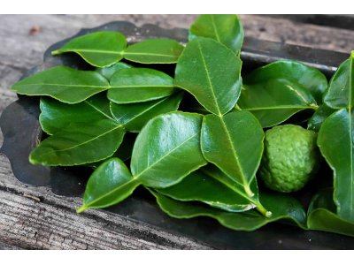 Bai Makrut (Feuilles de combava)