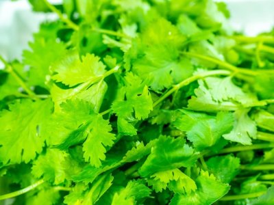 Phak Chi (Coriandre)